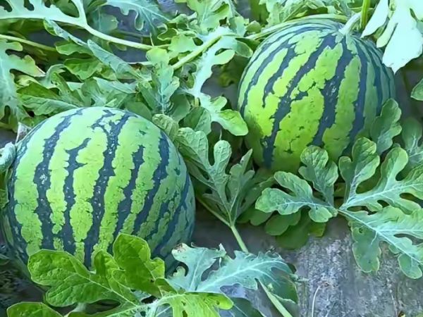 大棚西瓜種植技術(shù)和管理